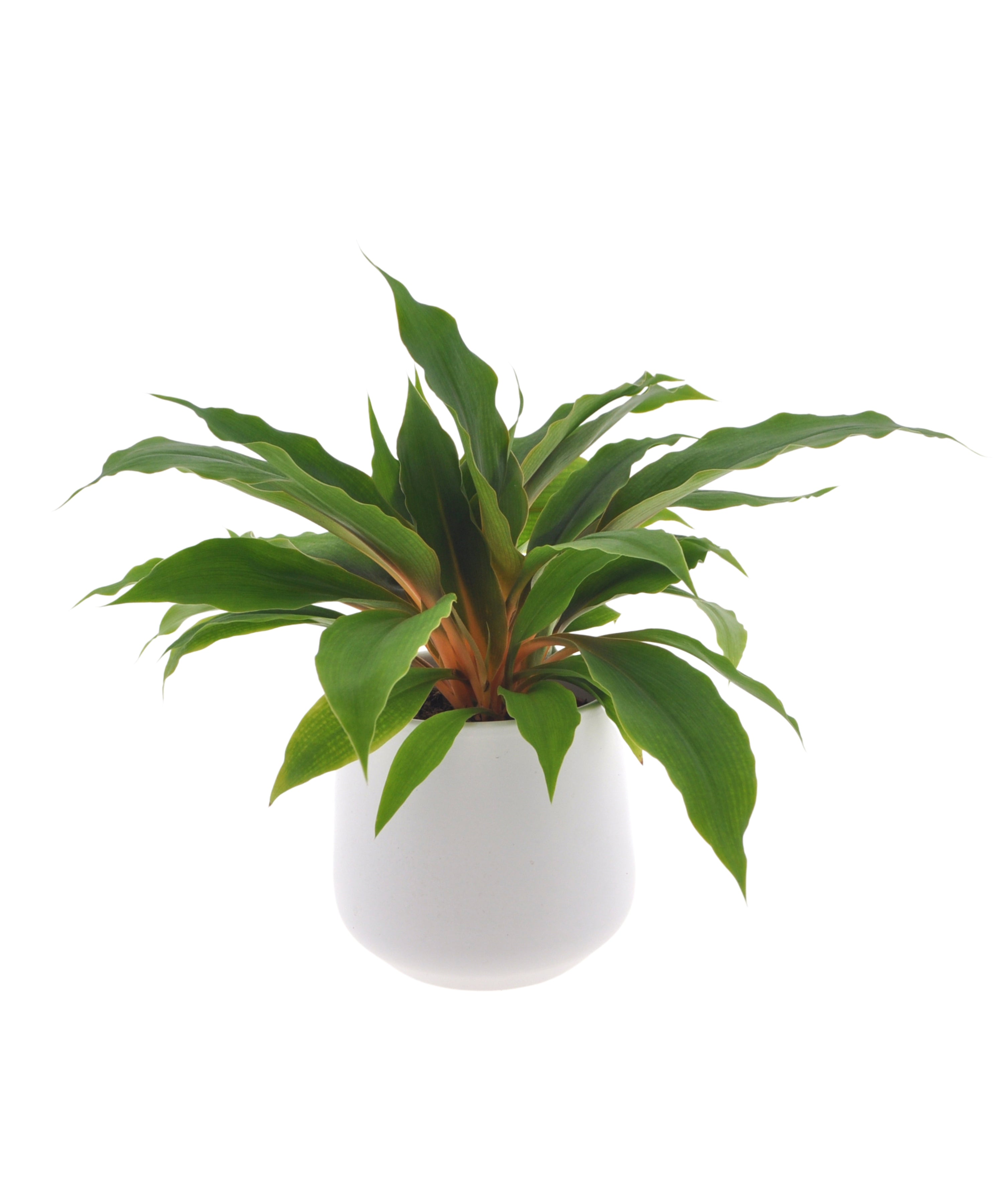 Chlorophytum Princess Mabel | 28cm | met pot naar keuze
