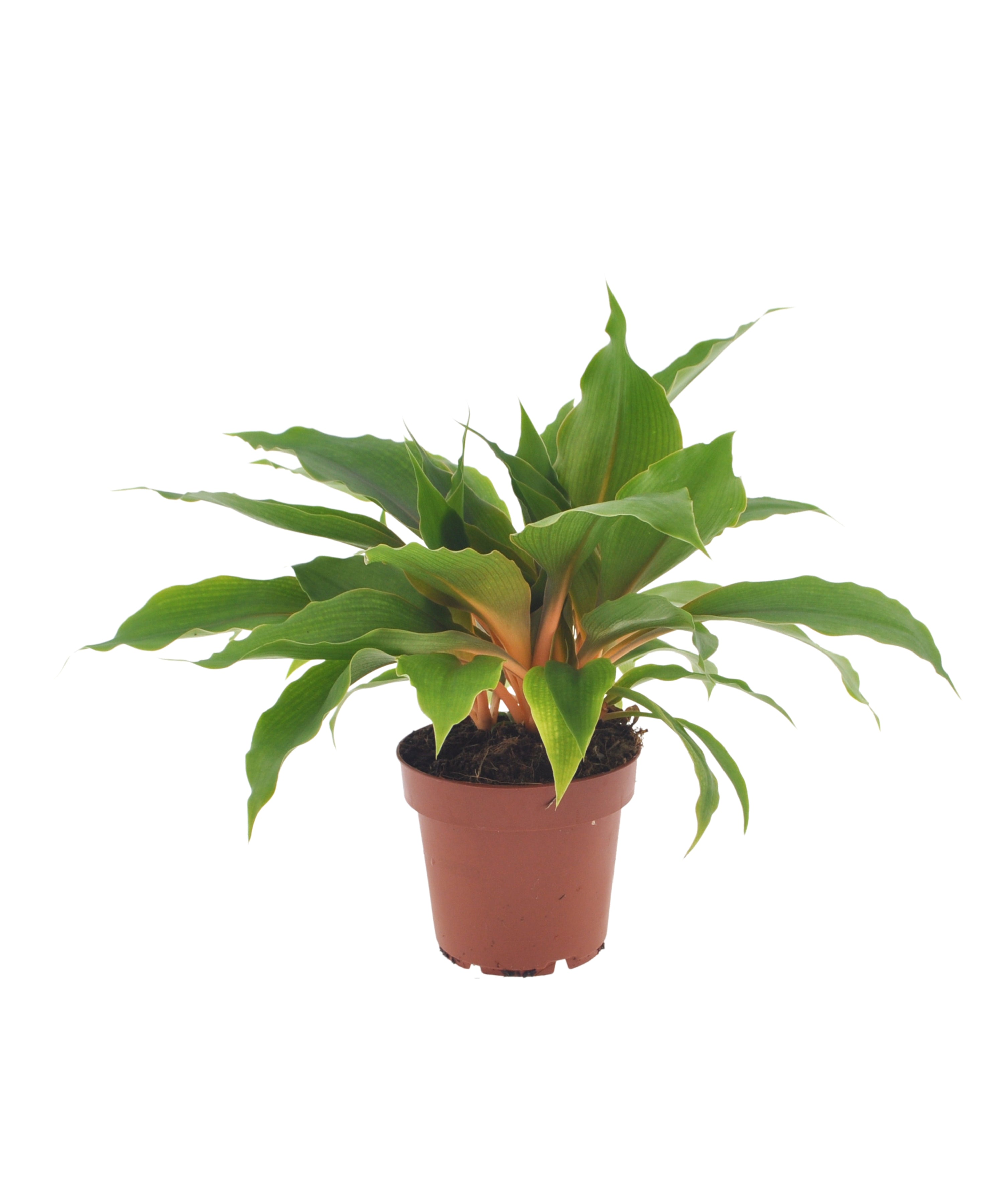 Chlorophytum Princess Mabel | 28cm | met pot naar keuze