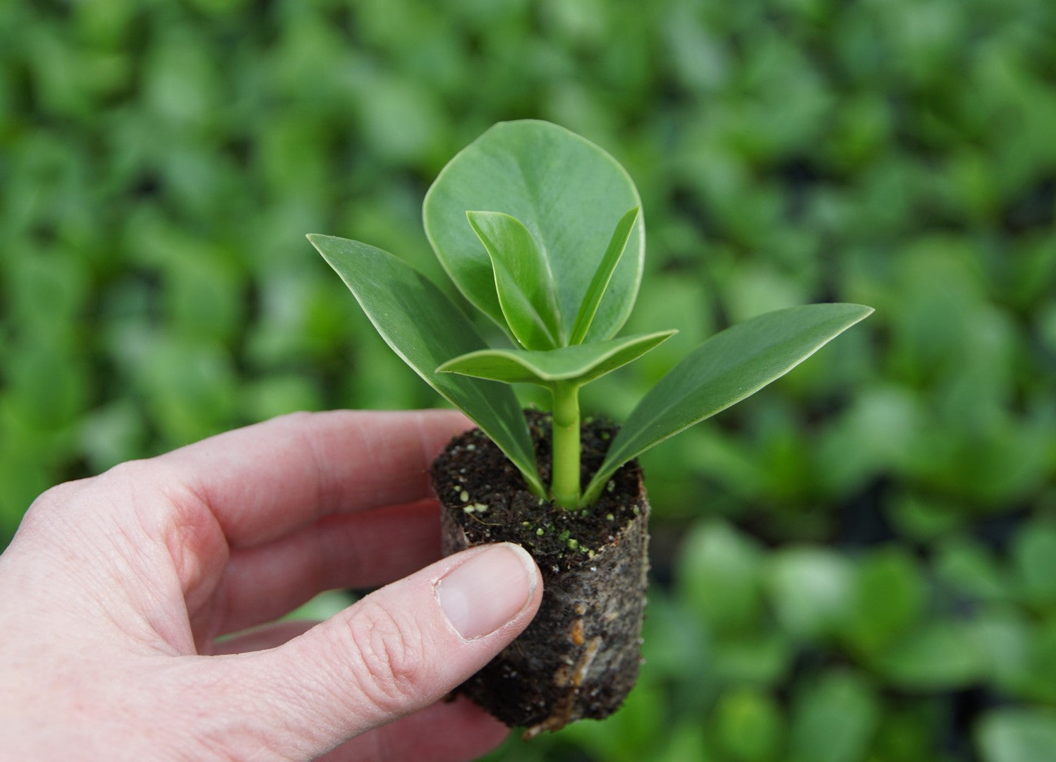 Clusia Rosea Princess stek op grond