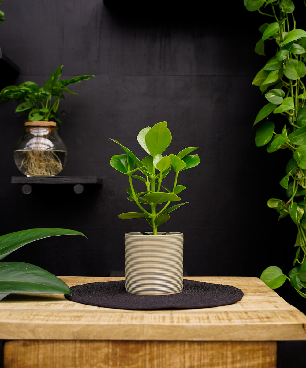 Clusia rosea Princess | 35cm | met pot naar keuze