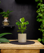 Clusia rosea Princess | 35cm | met pot naar keuze