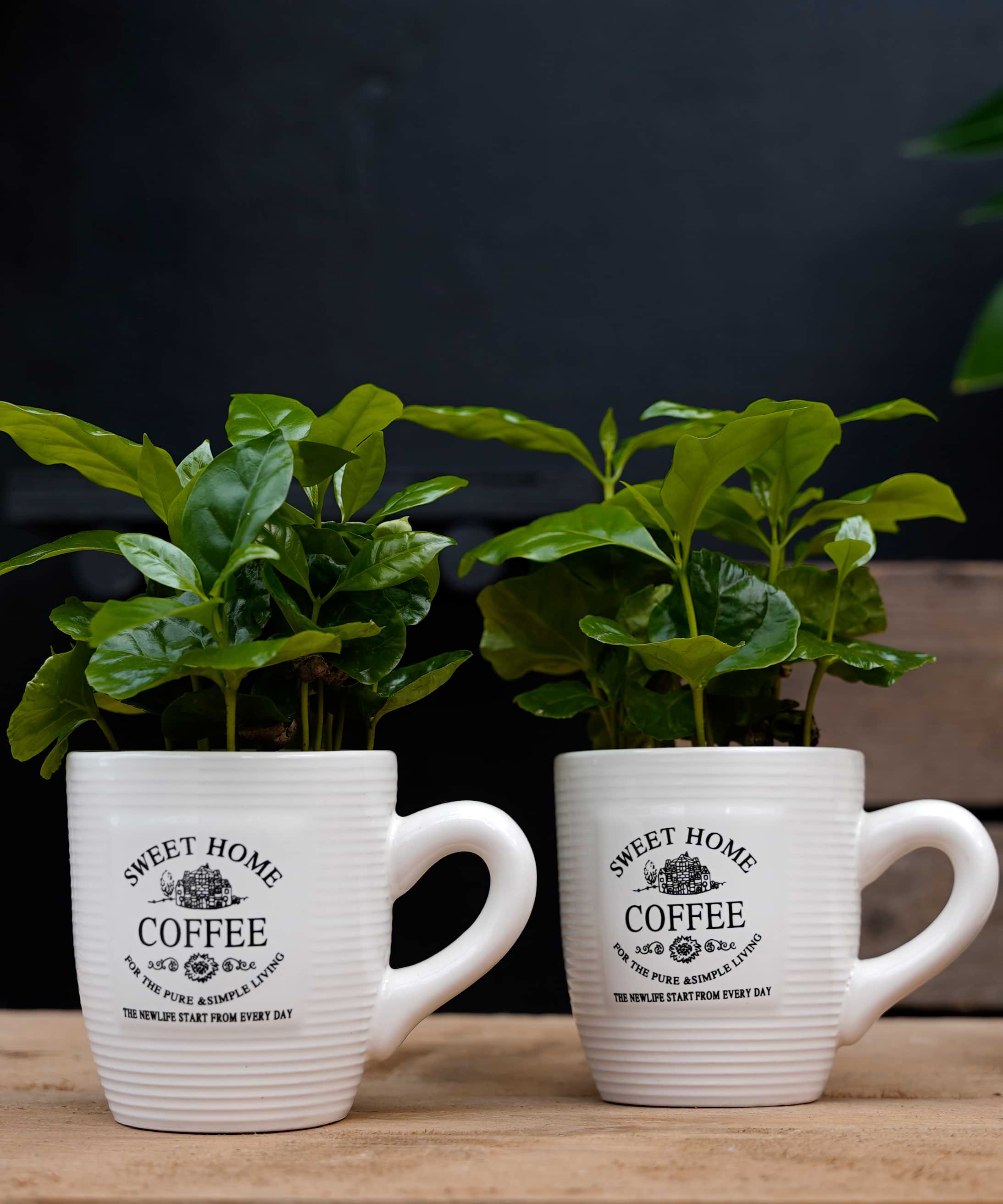Koffieplant | Coffea Arabica | Koffiemok | per stuk