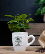 Koffieplant | Coffea Arabica | Koffiemok | per stuk