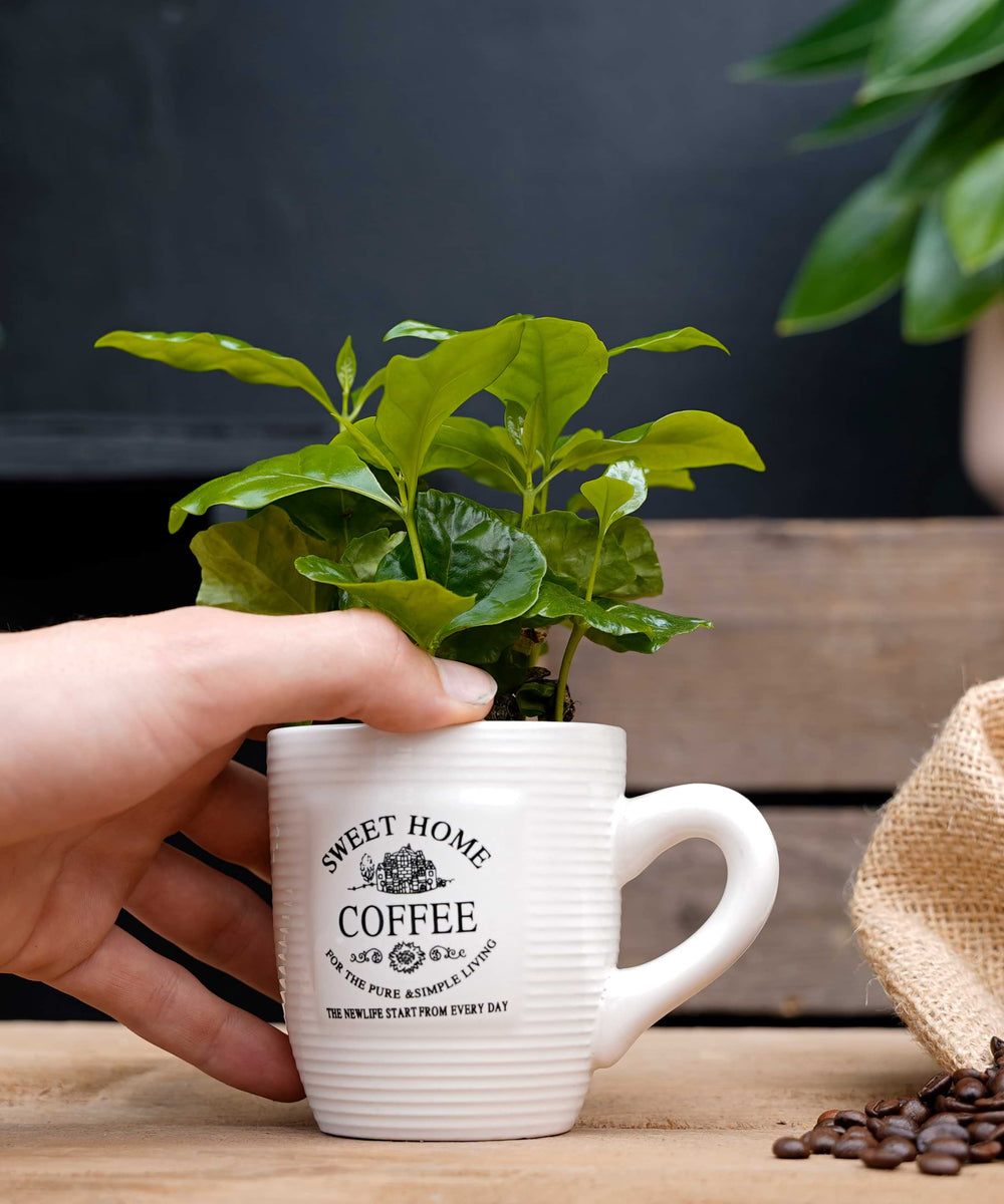 Koffieplant | Coffea Arabica | Koffiemok | per stuk