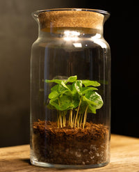 Coffea LumaFlora glazen pot