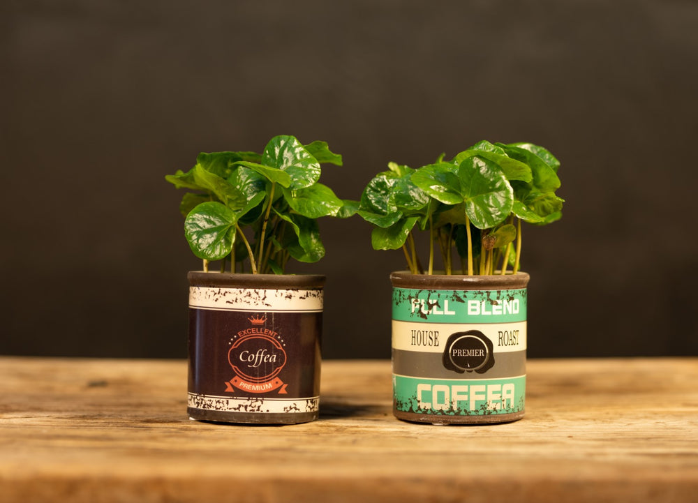 Kaffeepflanze | Kaffee Arabica | Retro