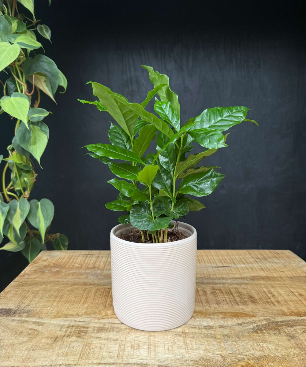 Coffea Arabica | 30cm | met pot naar keuze