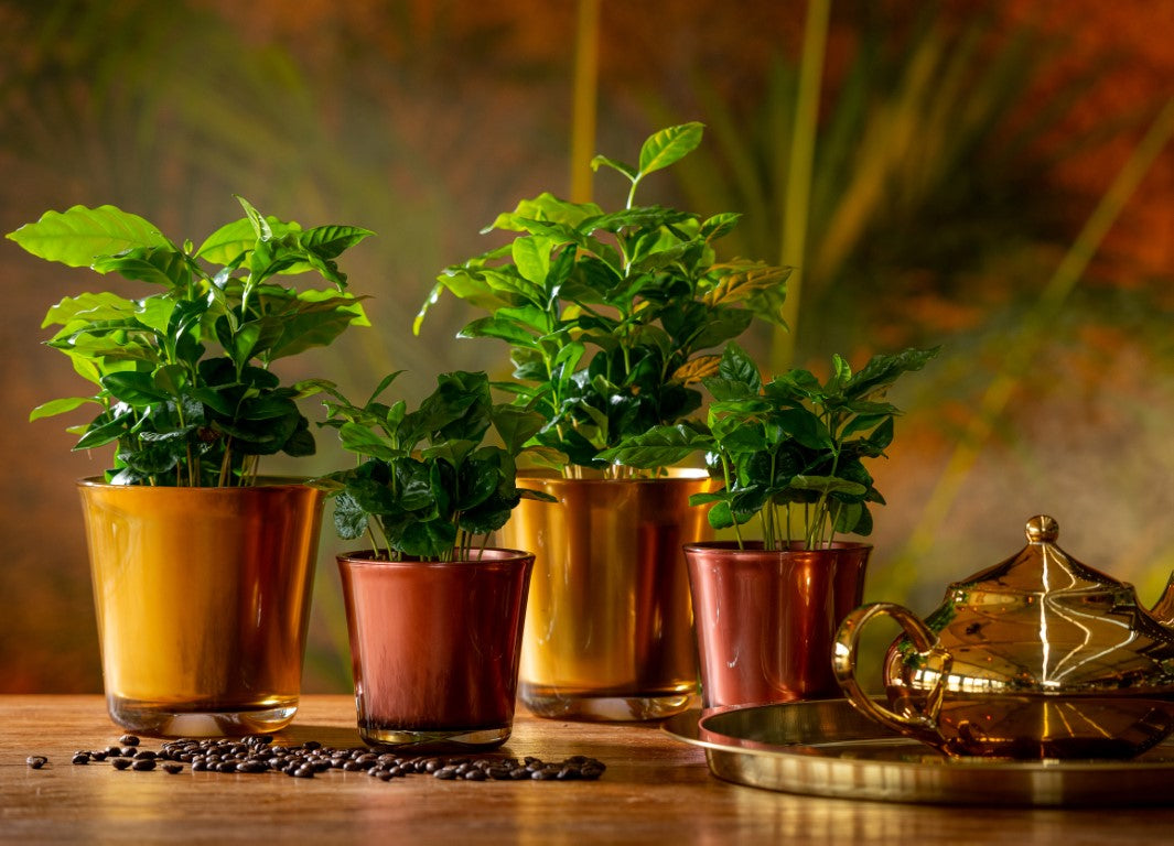 Coffea Arabica koffieplant