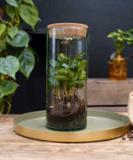 Koffieplant | Coffea Arabica | Luma Flora