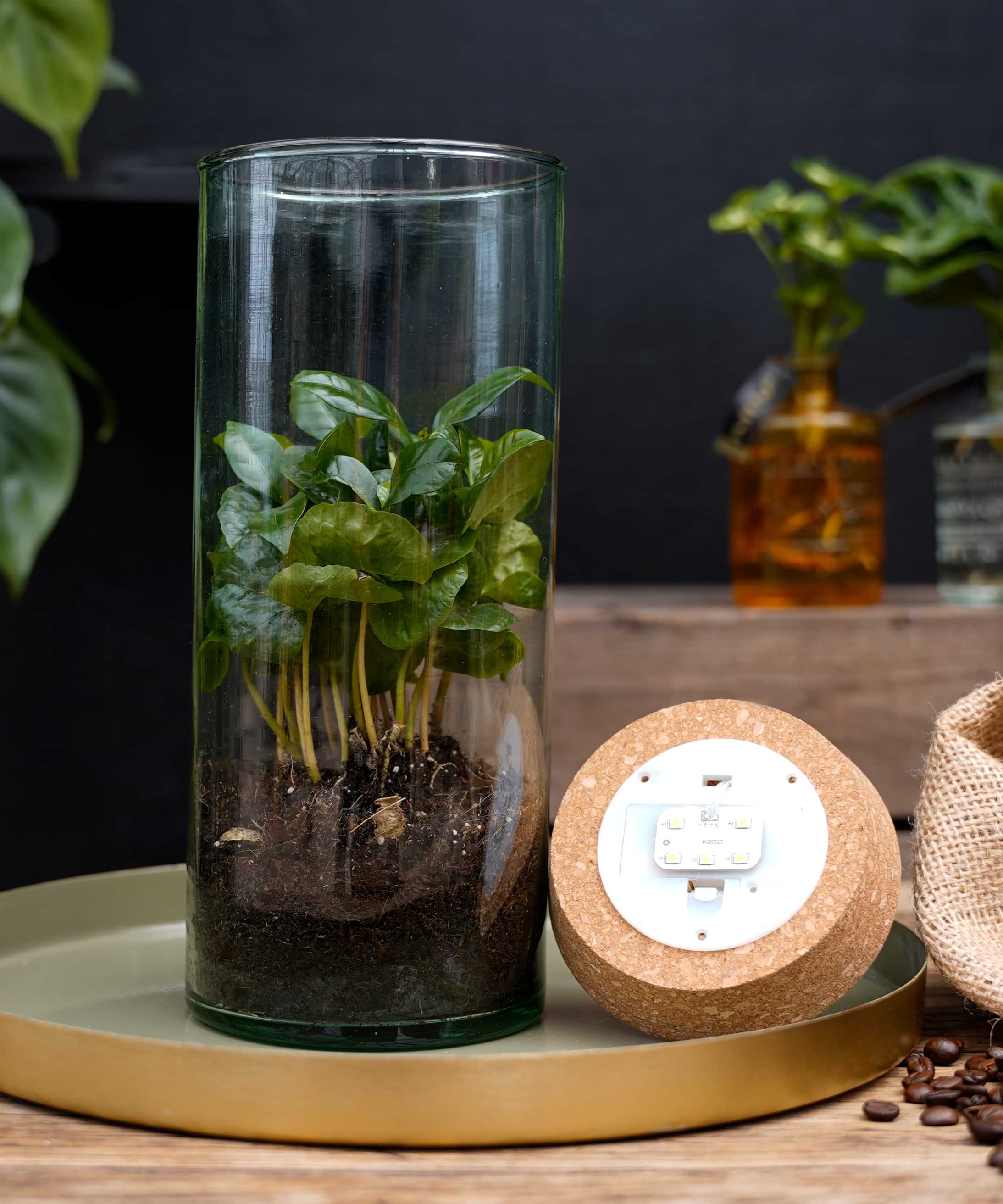 Koffieplant | Coffea Arabica | Luma Flora (binnenkort beschikbaar)