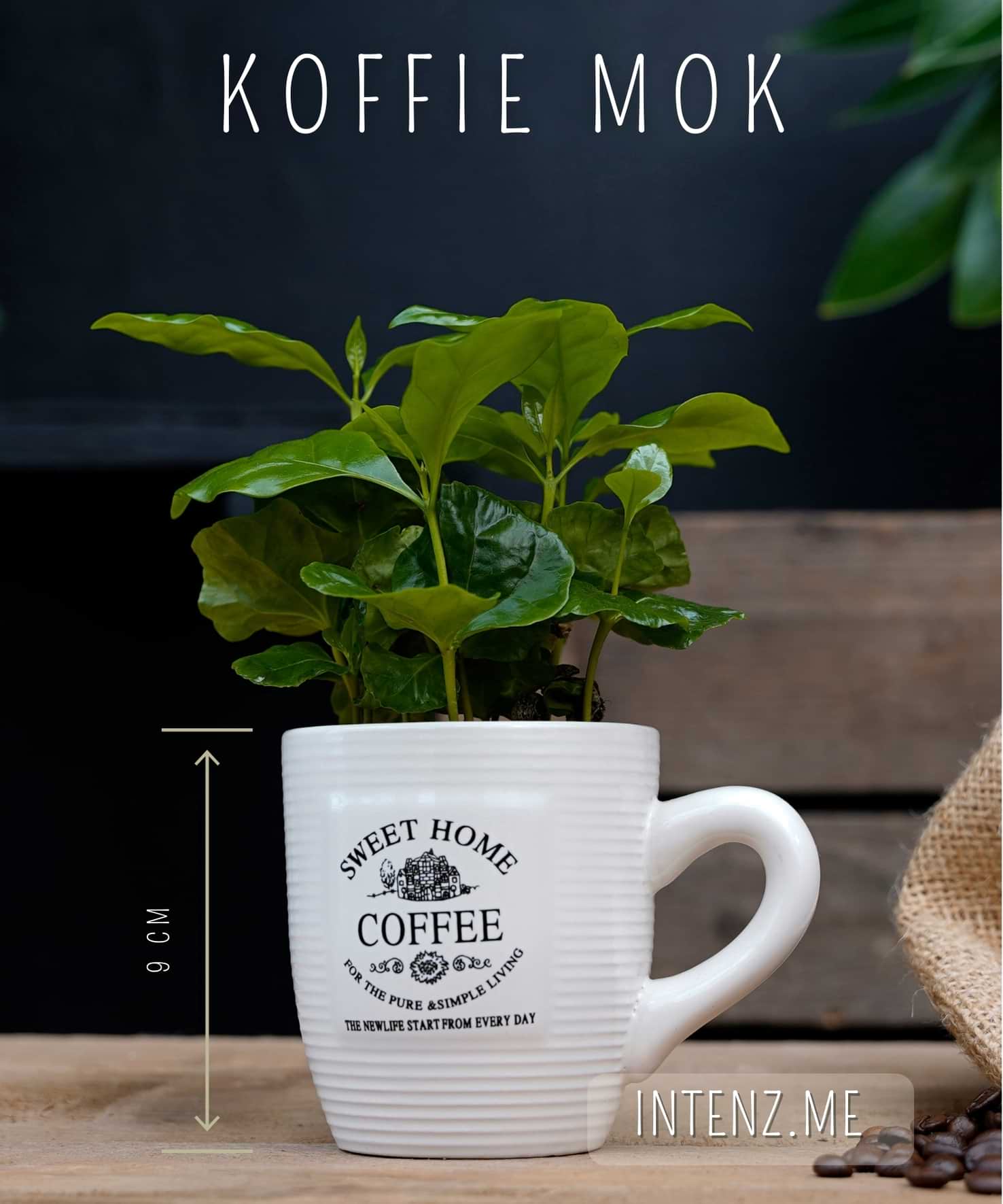 Koffieplant | Coffea Arabica | Koffiemok | per stuk