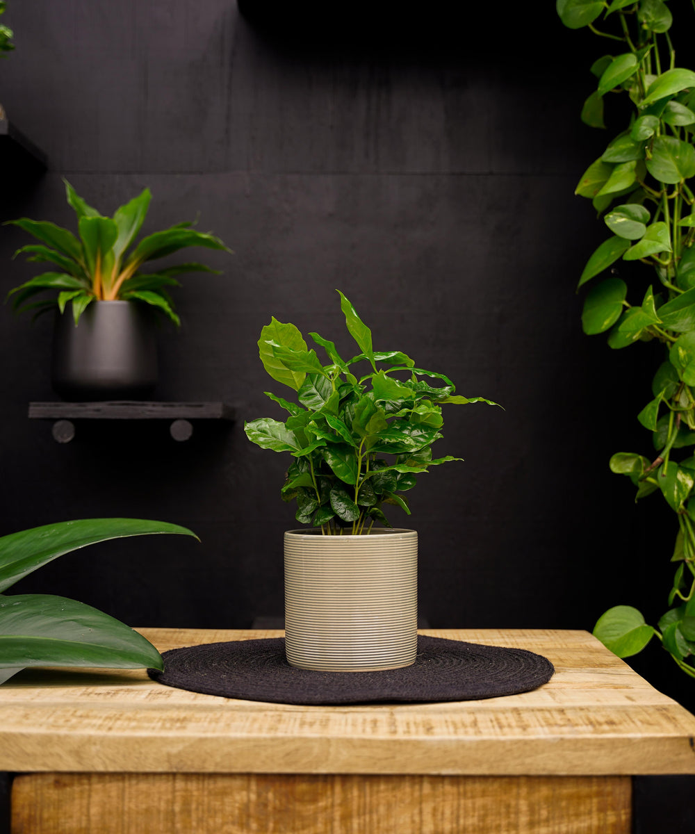 Coffea Arabica | 30cm | met pot naar keuze