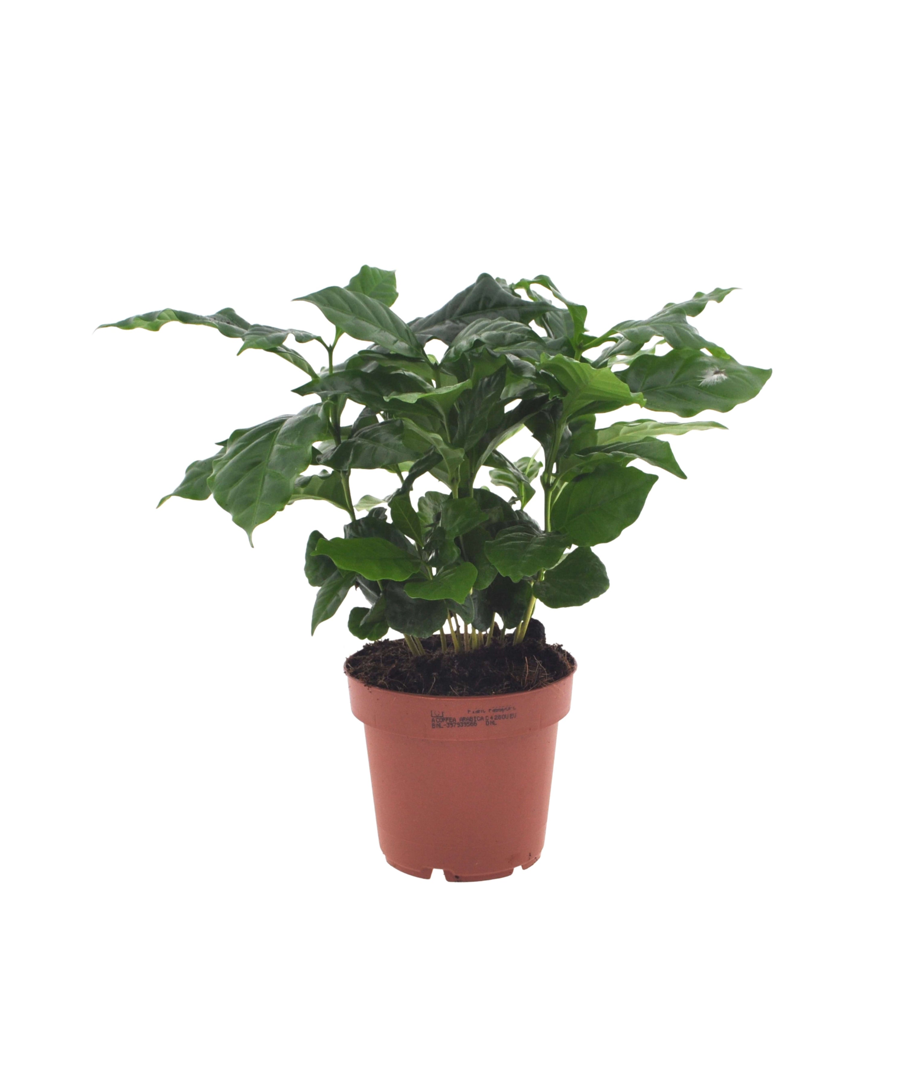 Coffea Arabica | 30cm | met pot naar keuze