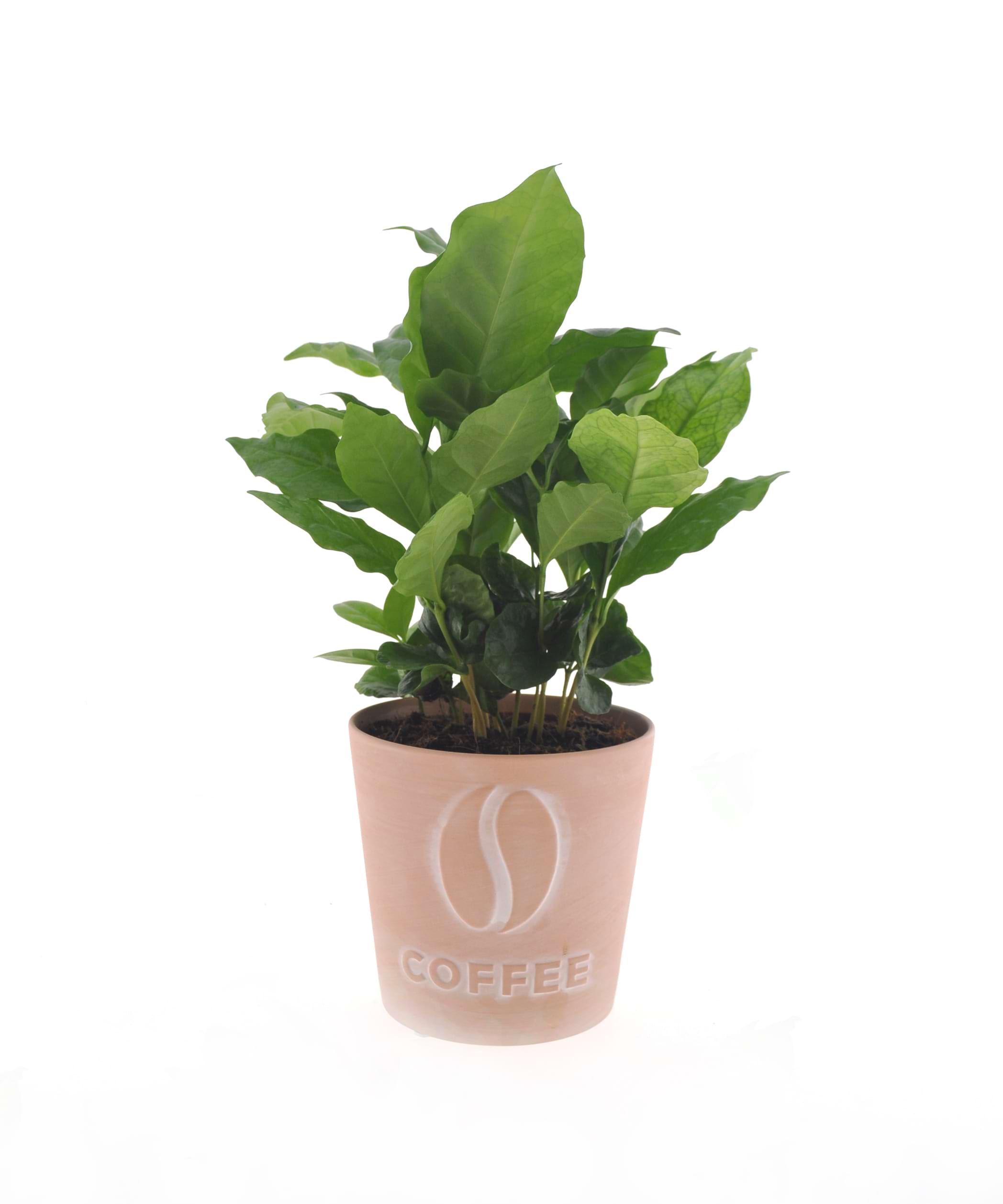 Coffea Arabica | 30cm | met pot naar keuze