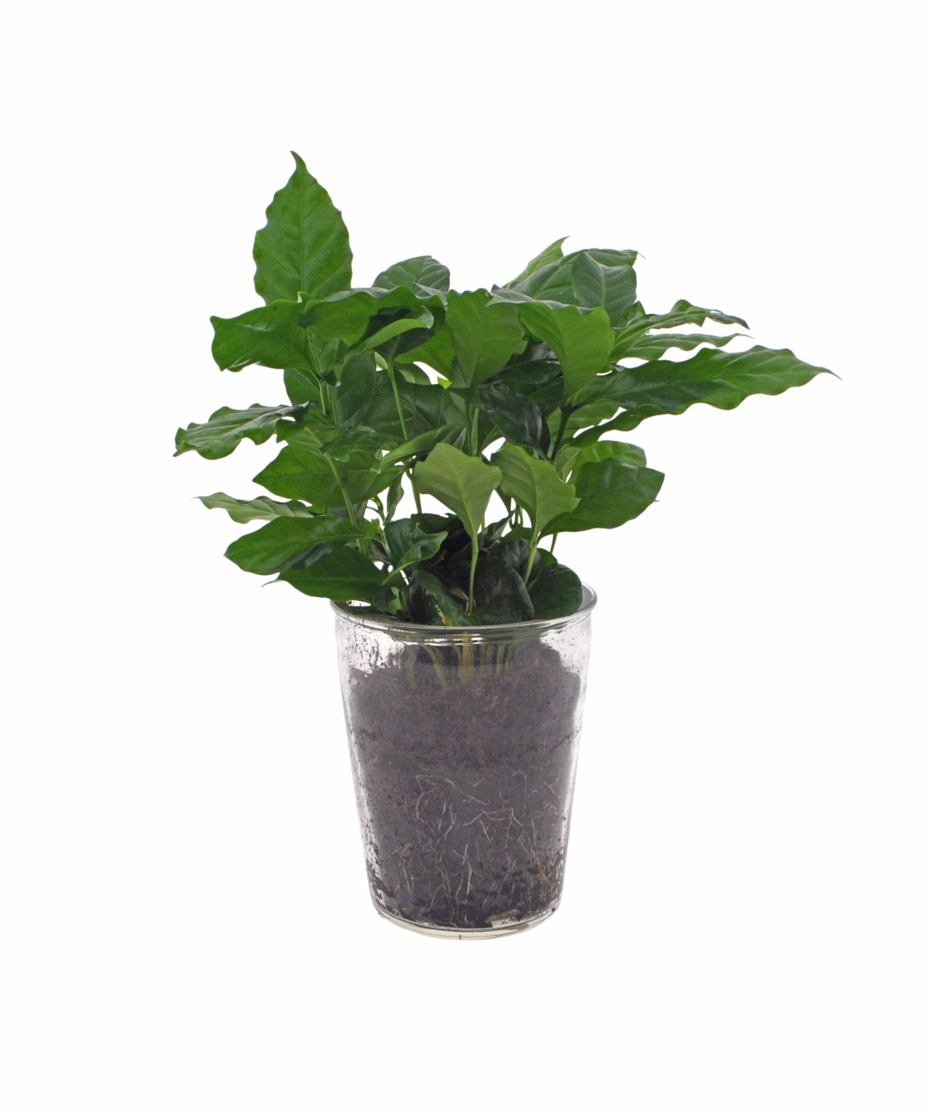 Coffea Arabica | 30cm | met pot naar keuze