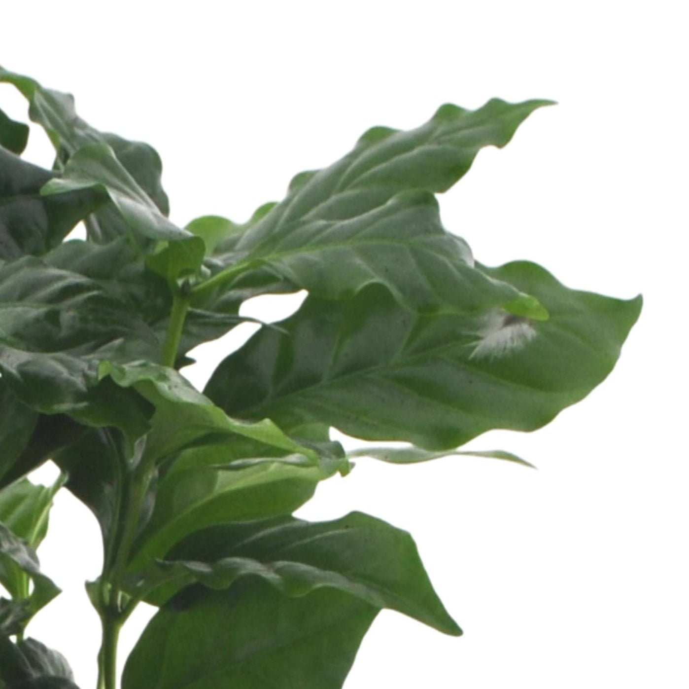 Coffea Arabica | 30cm | met pot naar keuze