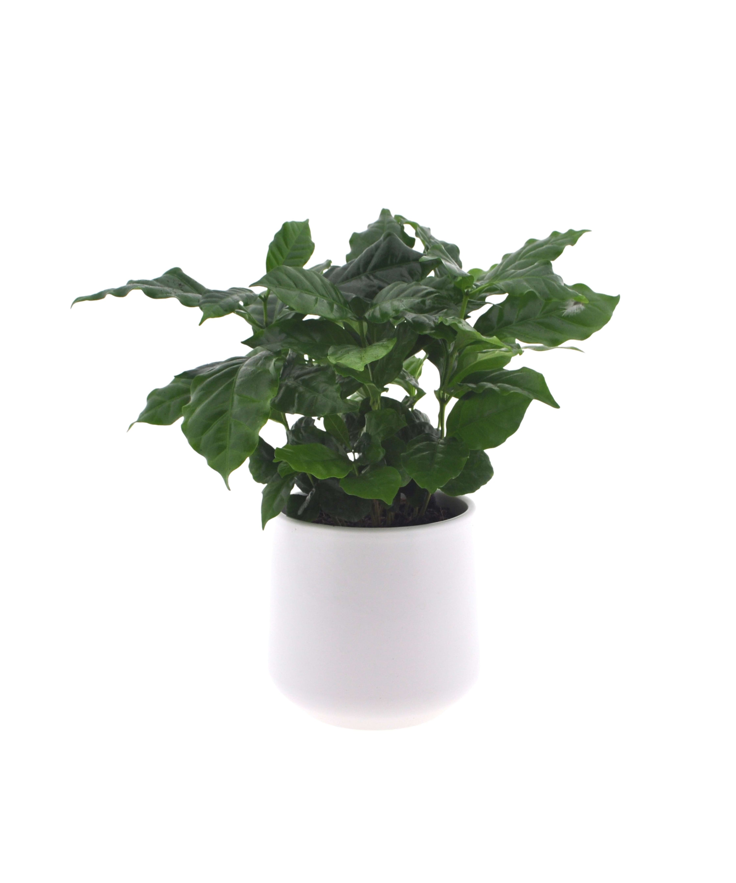 Coffea Arabica | 30cm | met pot naar keuze