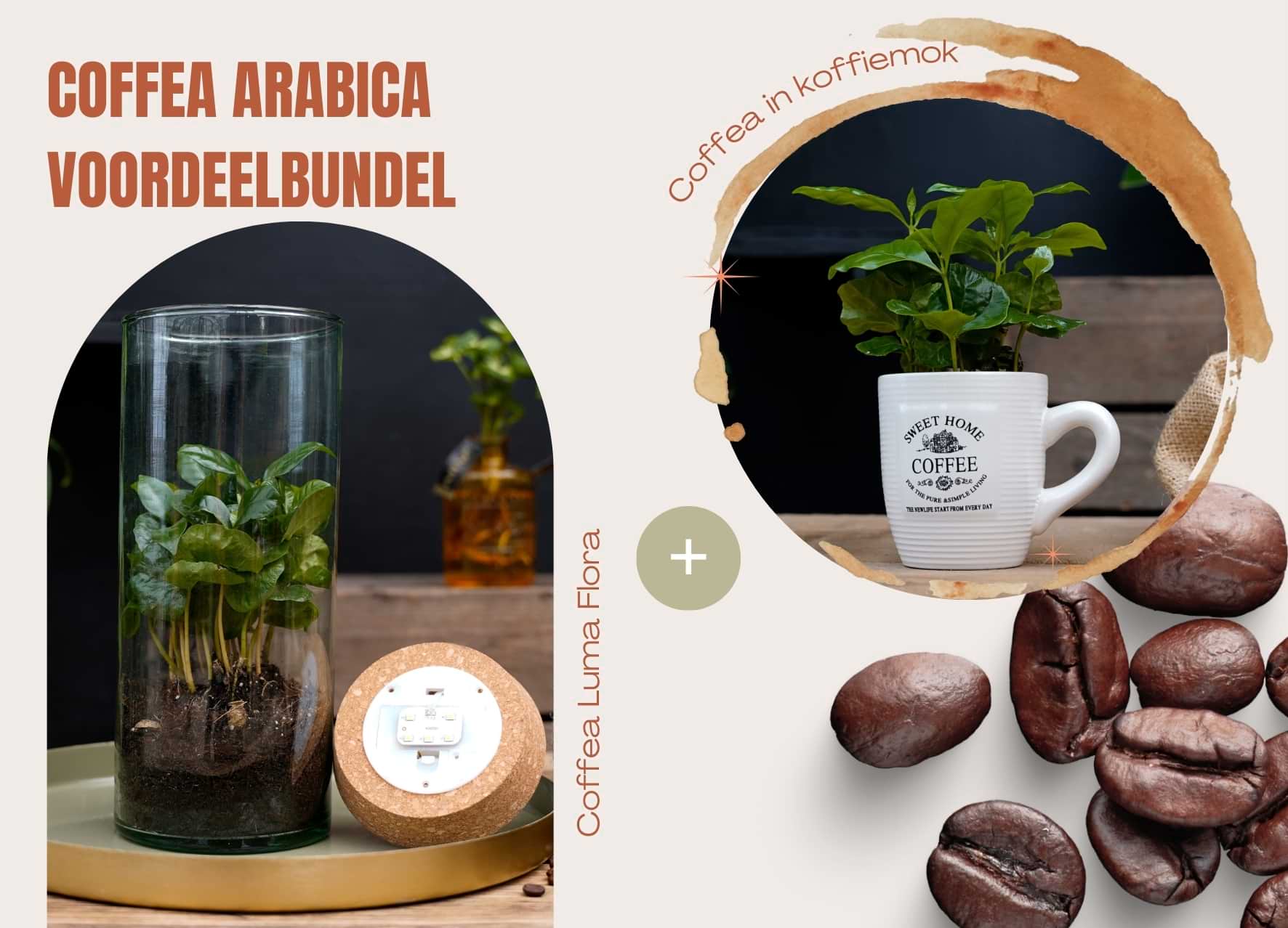 Voordeelbundel Coffea | Koffieplant | Coffea Arabica in koffiemok | Coffea Arabica | Luma Flora
