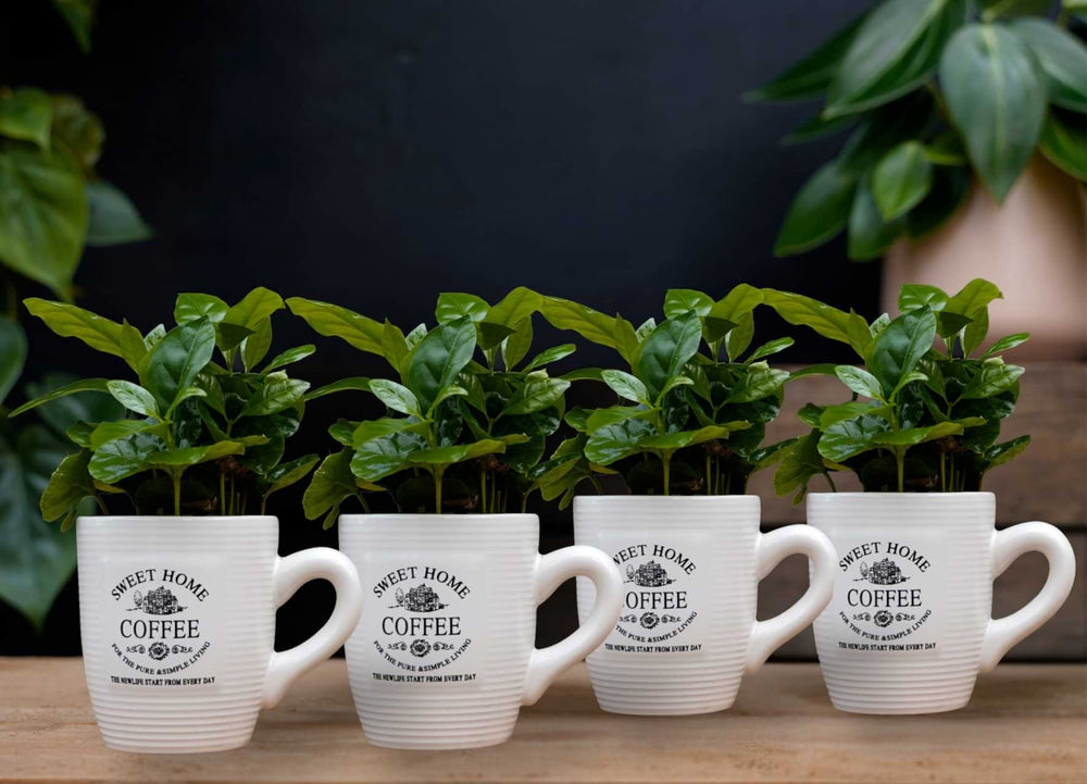 Bundel: 4 koffiemokken met Coffea Arabica plantjes