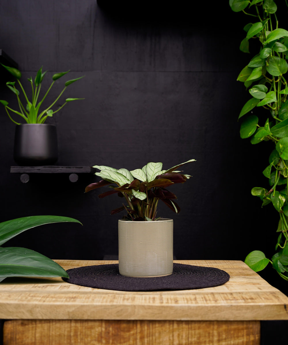 Calathea | Ctenanthe Amagris | 30cm | met pot naar keuze