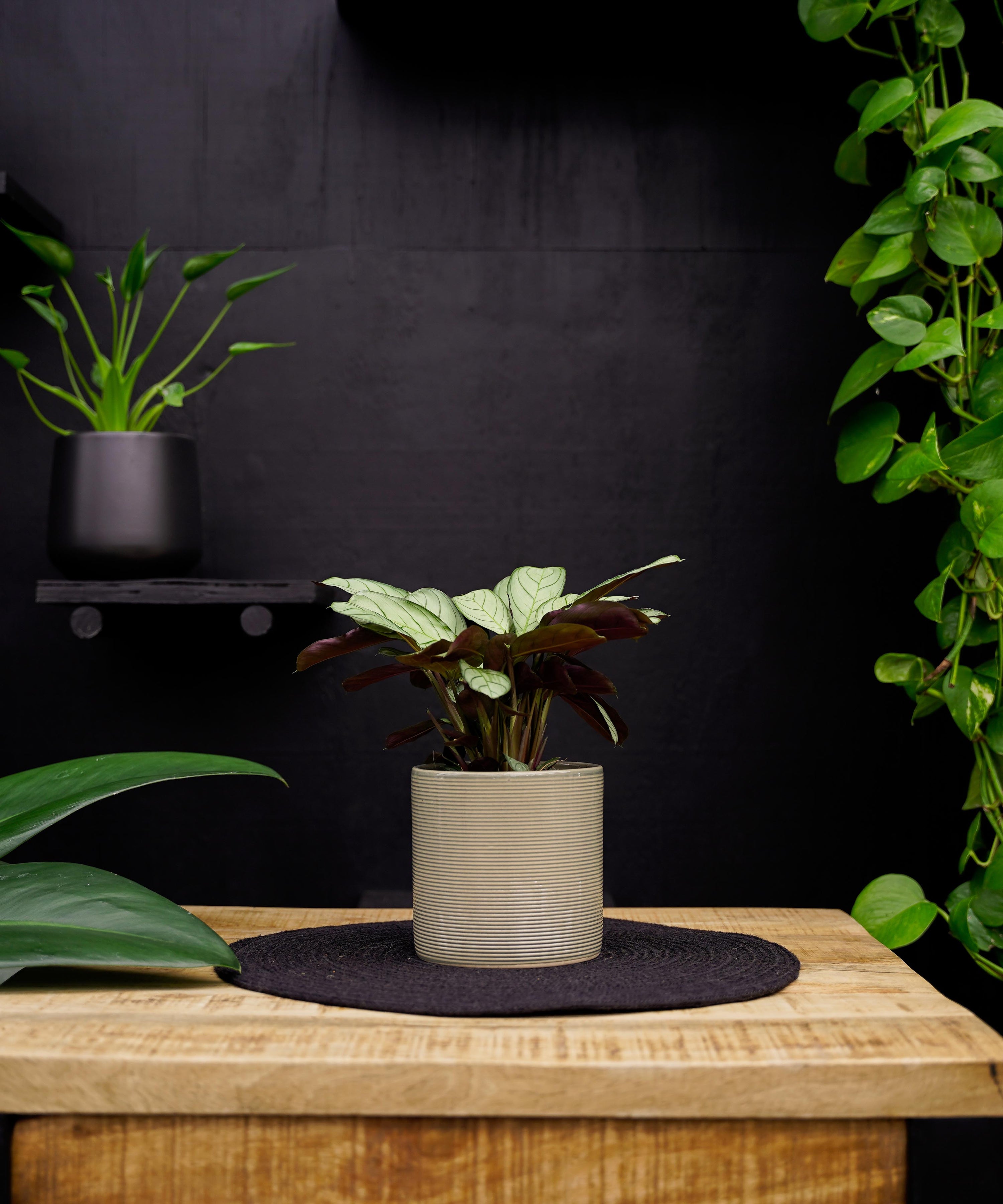Calathea | Ctenanthe Amagris | 30cm | met pot naar keuze