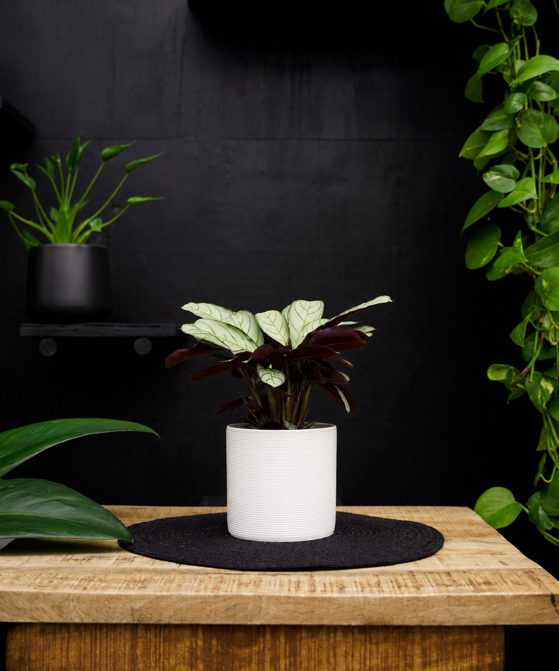 Calathea | Ctenanthe Amagris | 30cm | met pot naar keuze