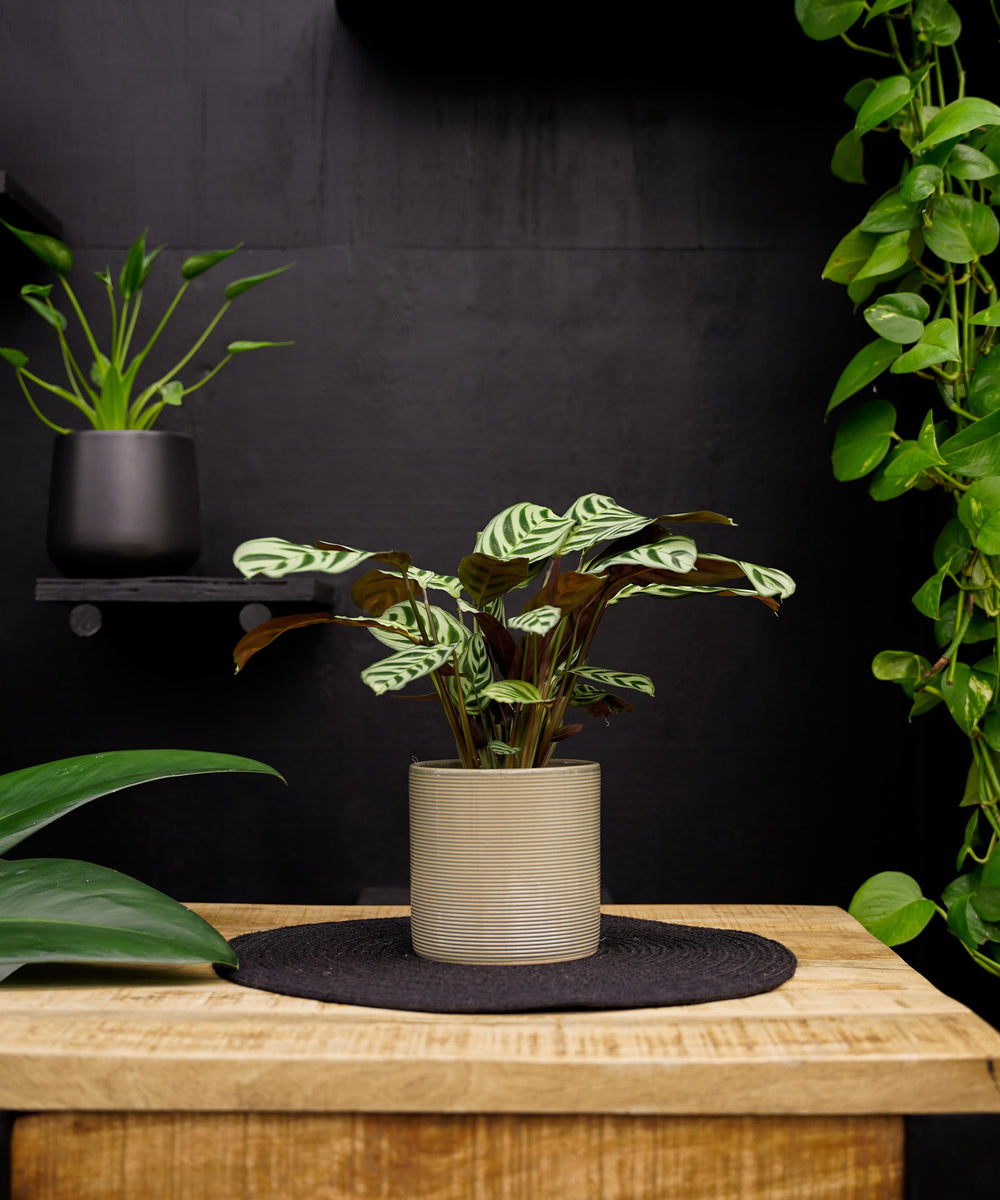 Calathea | Ctenanthe Burle Marxii | 35cm | met pot naar keuze