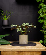Calathea | Ctenanthe Burle Marxii | 35cm | met pot naar keuze