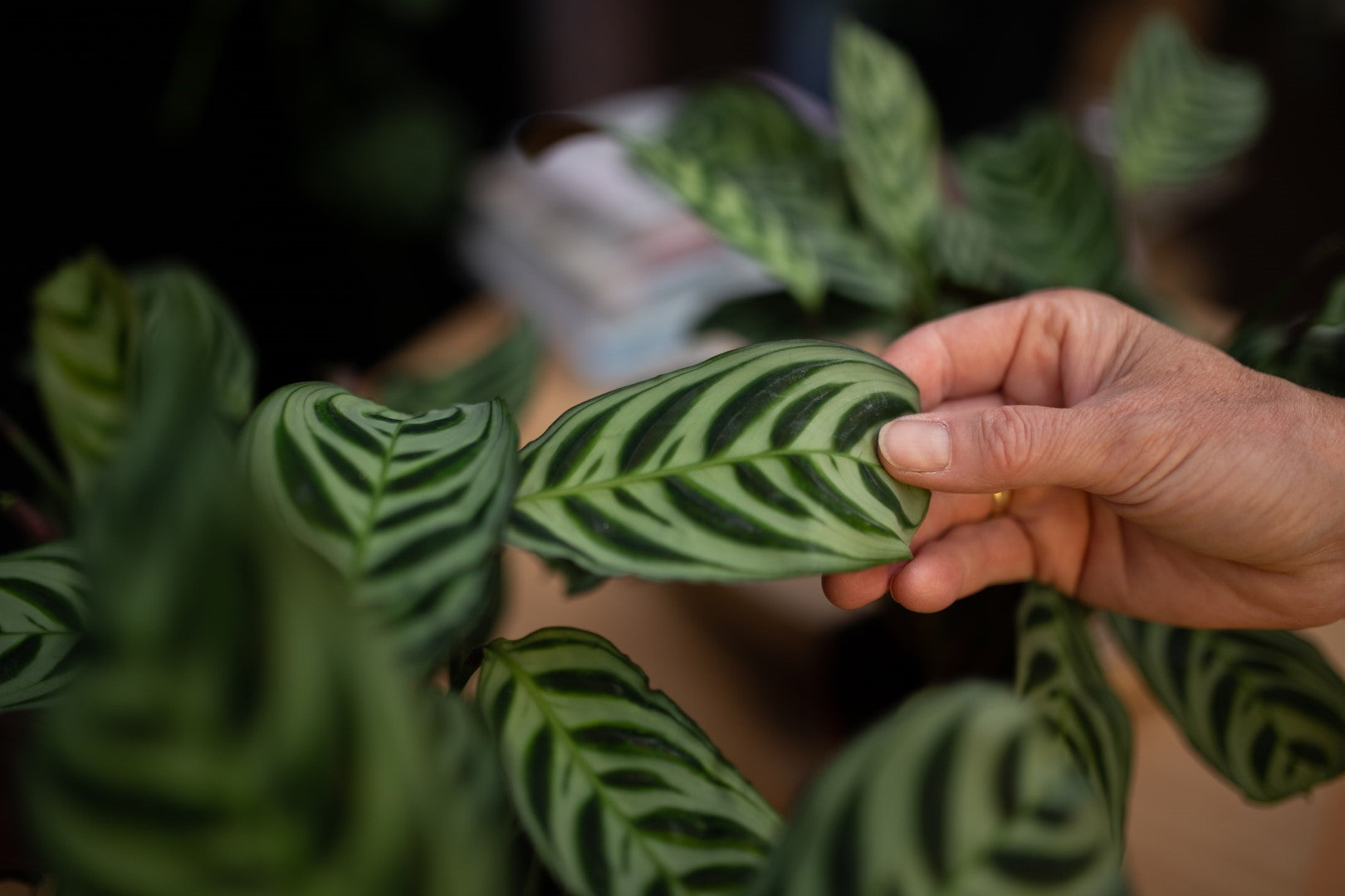 Calathea Ctenanthe blad