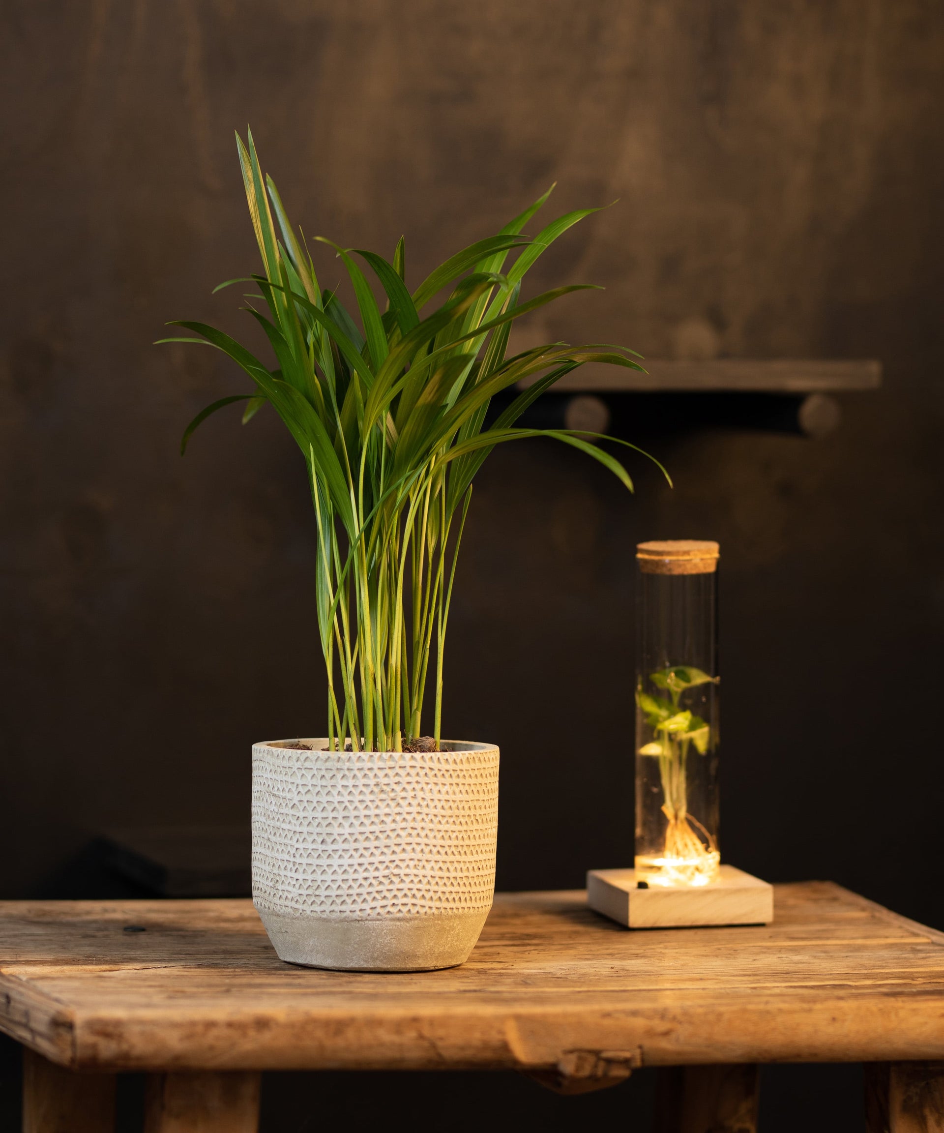 Intenz | Exclusive plants for modern living | Webshop – intenz