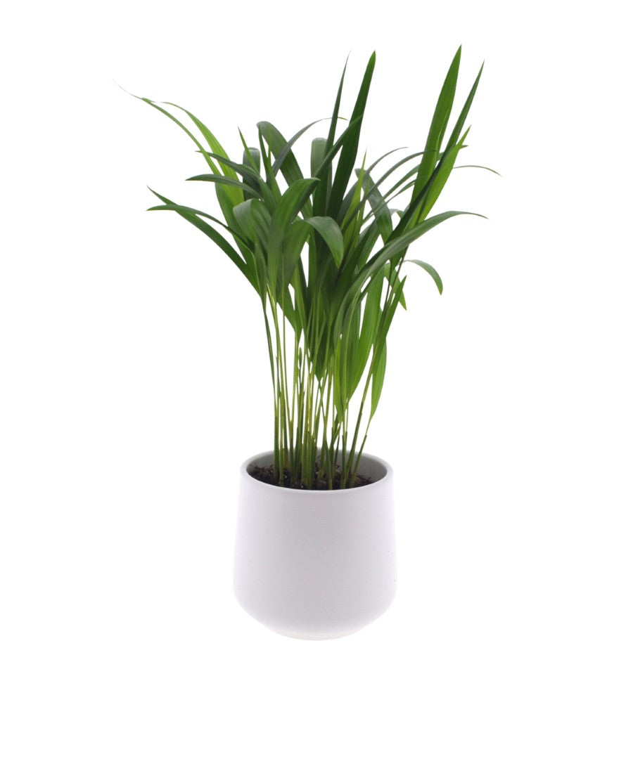 Dypsis Areca | 25cm | met pot naar keuze