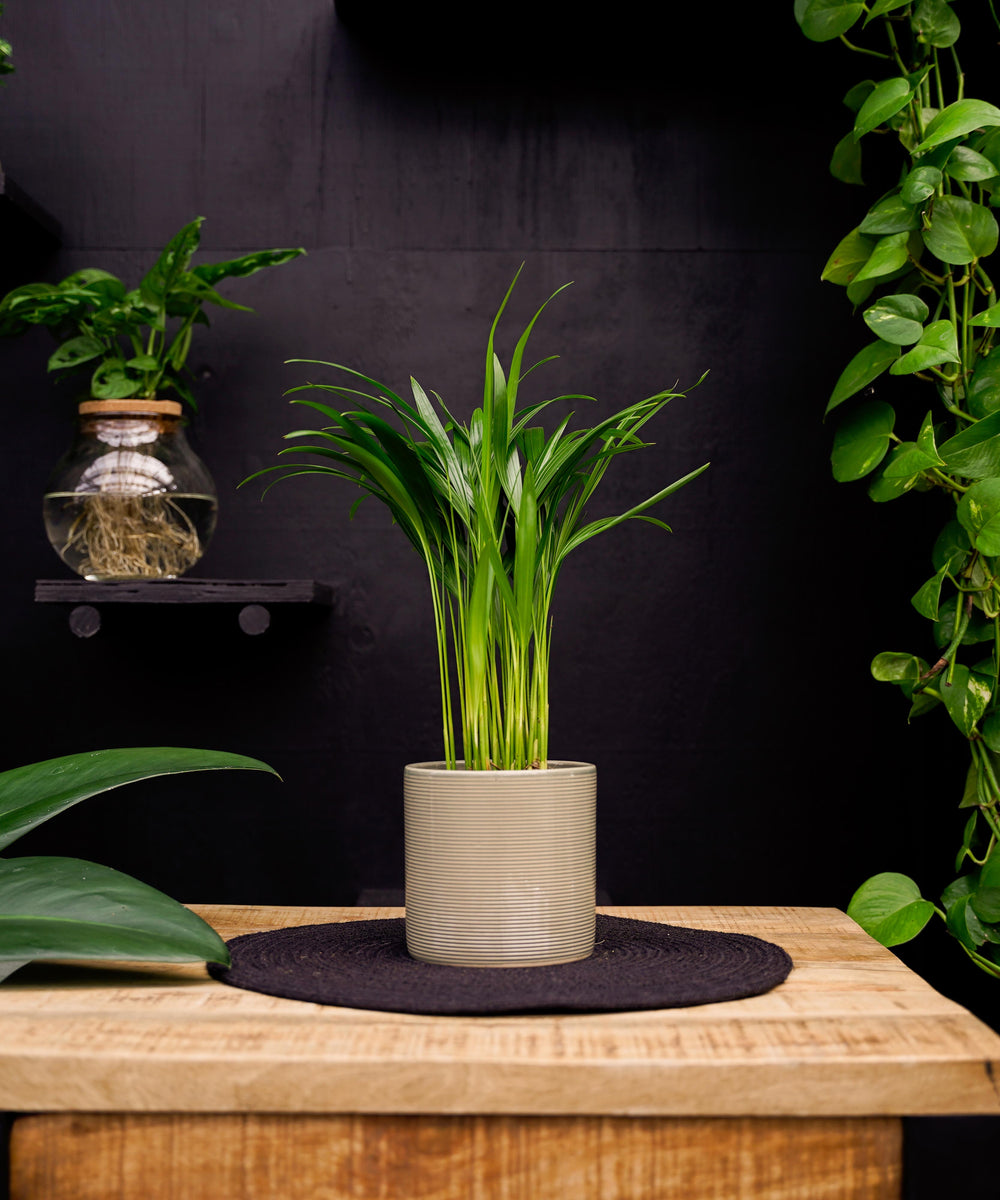 Dypsis Areca | 25cm | met pot naar keuze