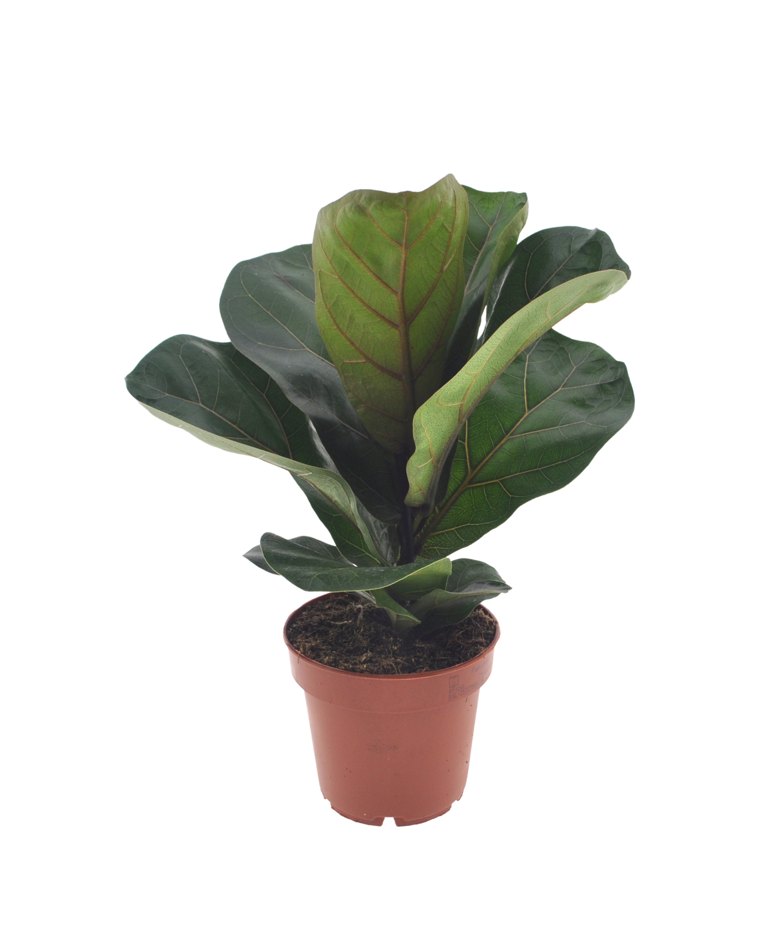 Ficus Lyrata Bambino | 35cm | met pot naar keuze