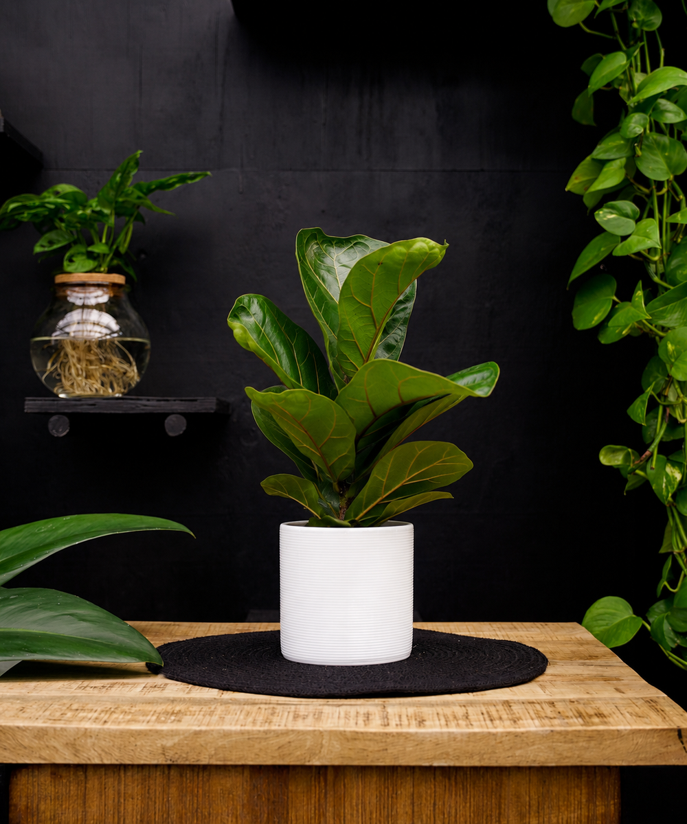 Ficus Lyrata Bambino | 35cm | met pot naar keuze