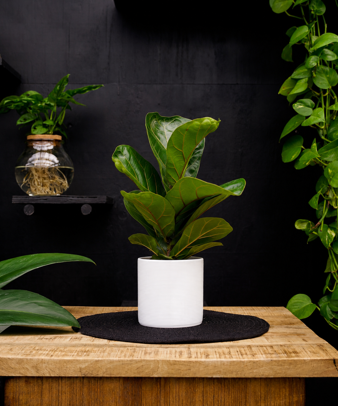 Ficus Lyrata Bambino | 35cm | met pot naar keuze