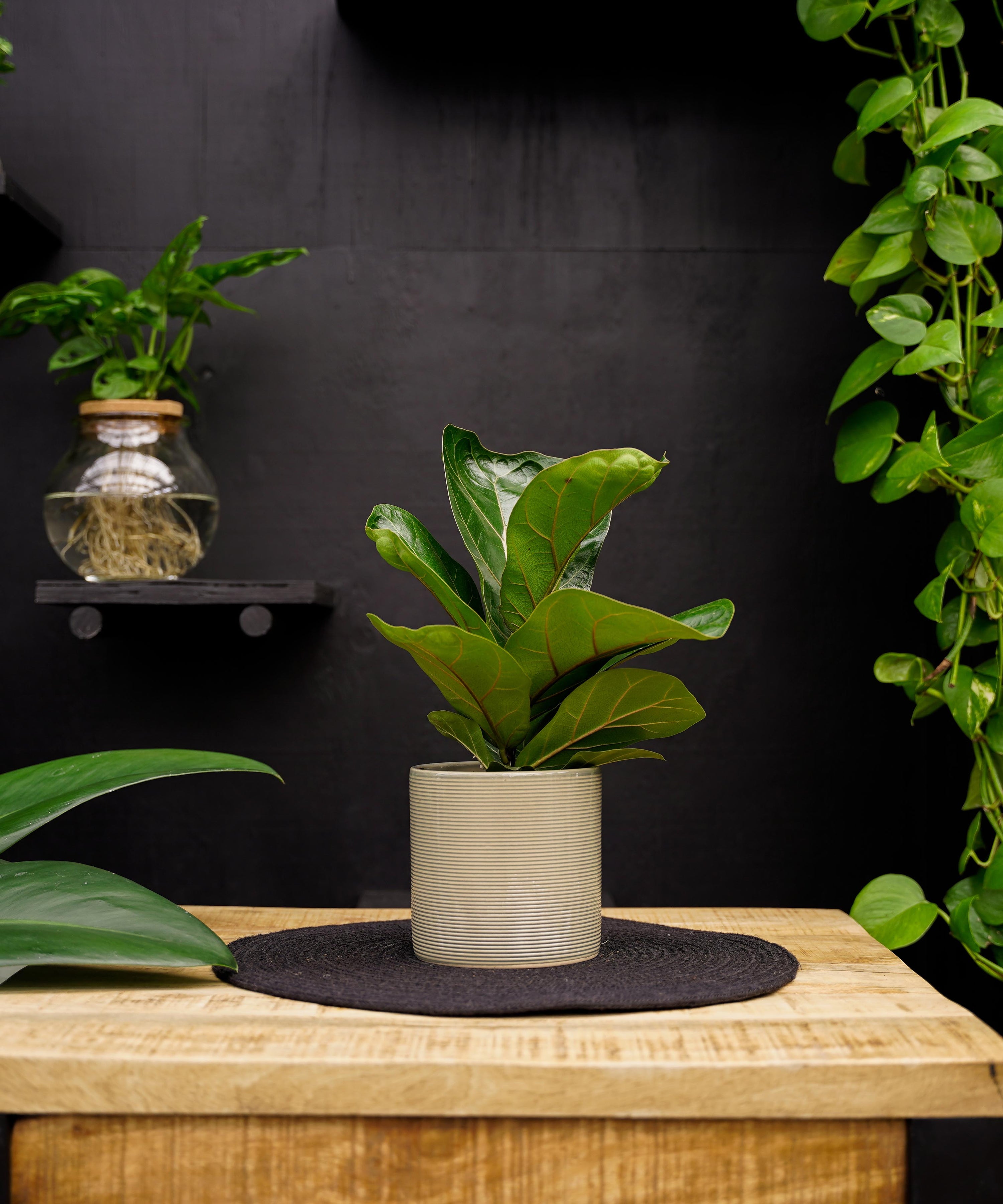 Ficus Lyrata Bambino | 35cm | met pot naar keuze