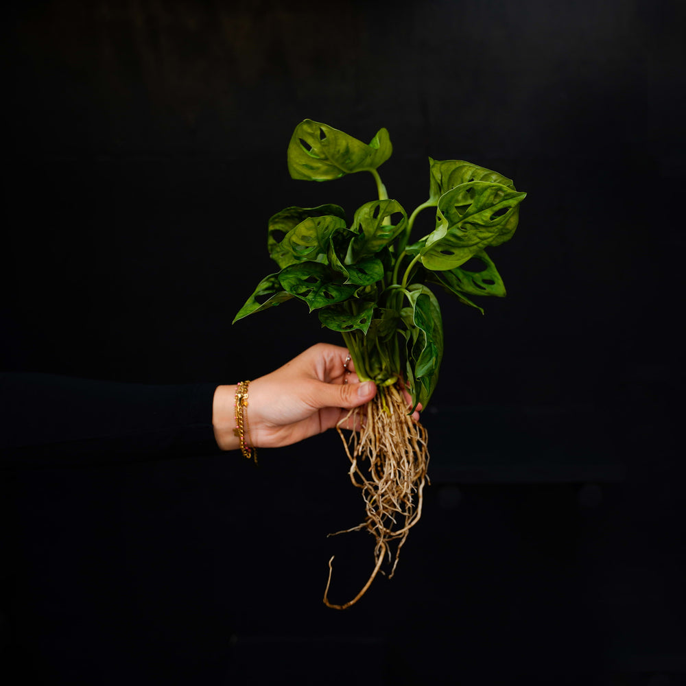 Gespoelde plant Monstera