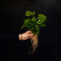 Gespoelde plant Monstera