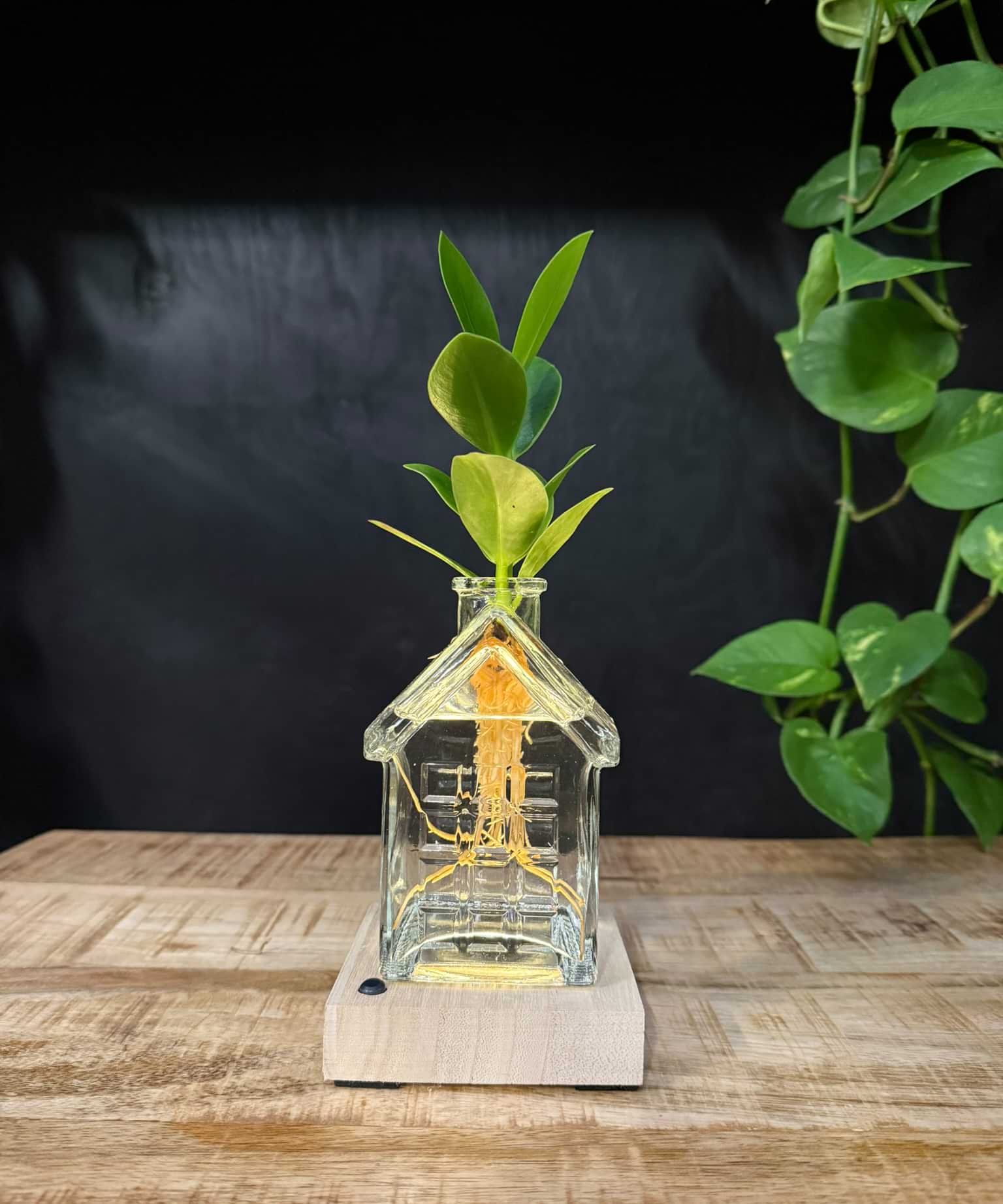 SERIOUS REQUEST | Het glazen huis(je) +LED + stek naar keuze