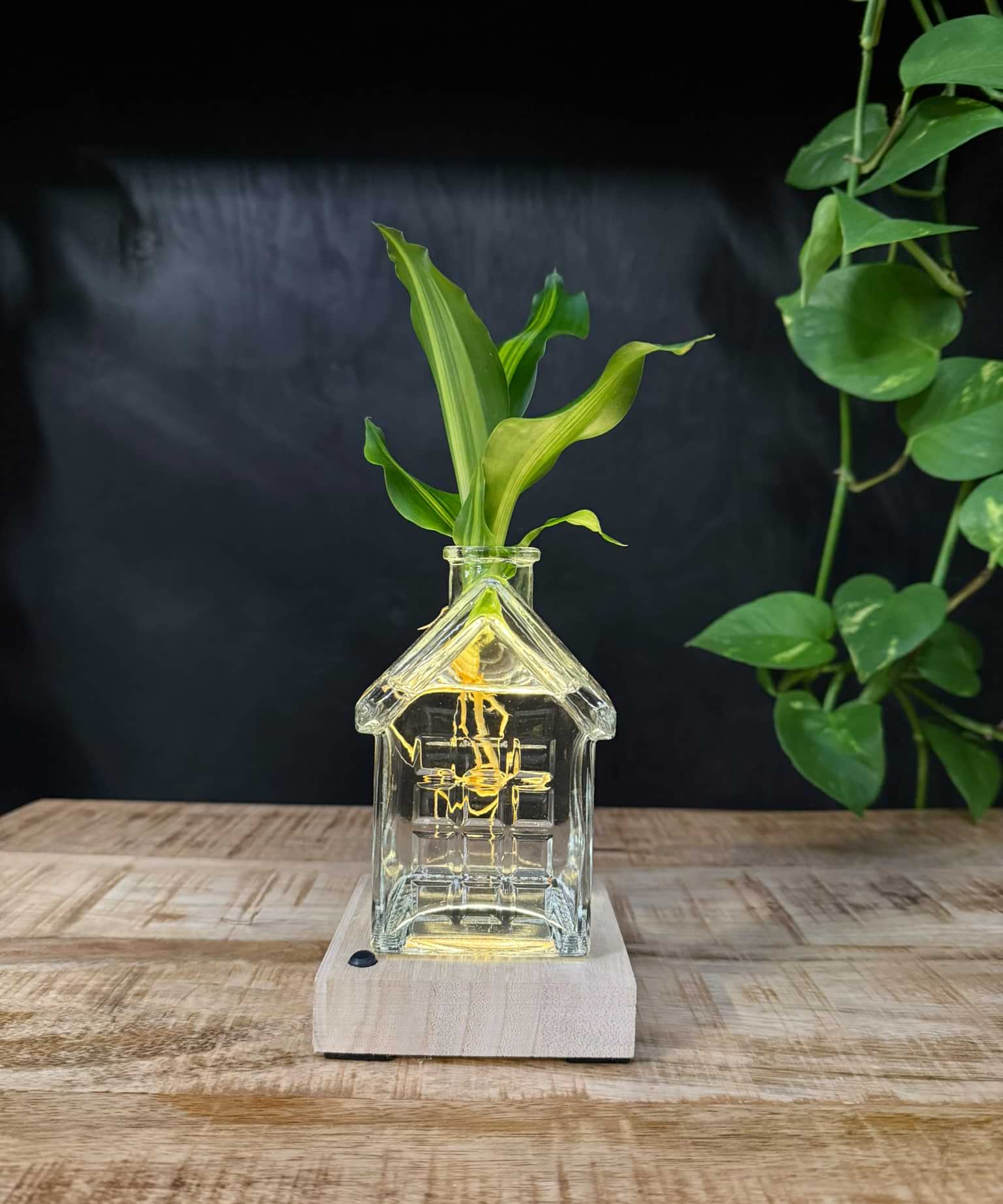 SERIOUS REQUEST | Het glazen huis(je) +LED + stek naar keuze