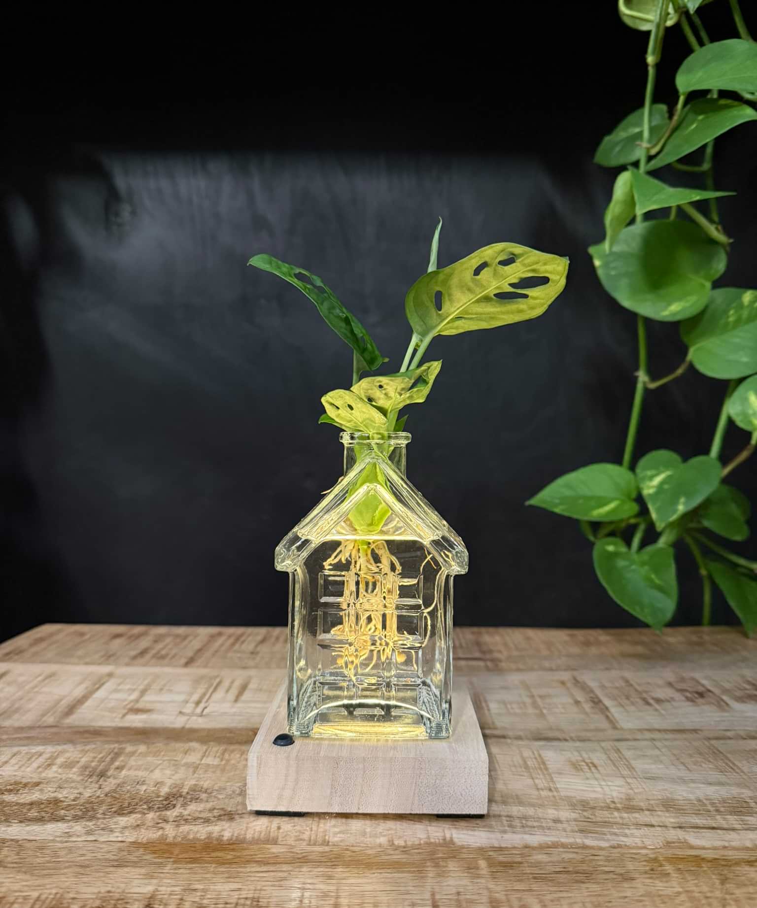 SERIOUS REQUEST | Het glazen huis(je) +LED + stek naar keuze