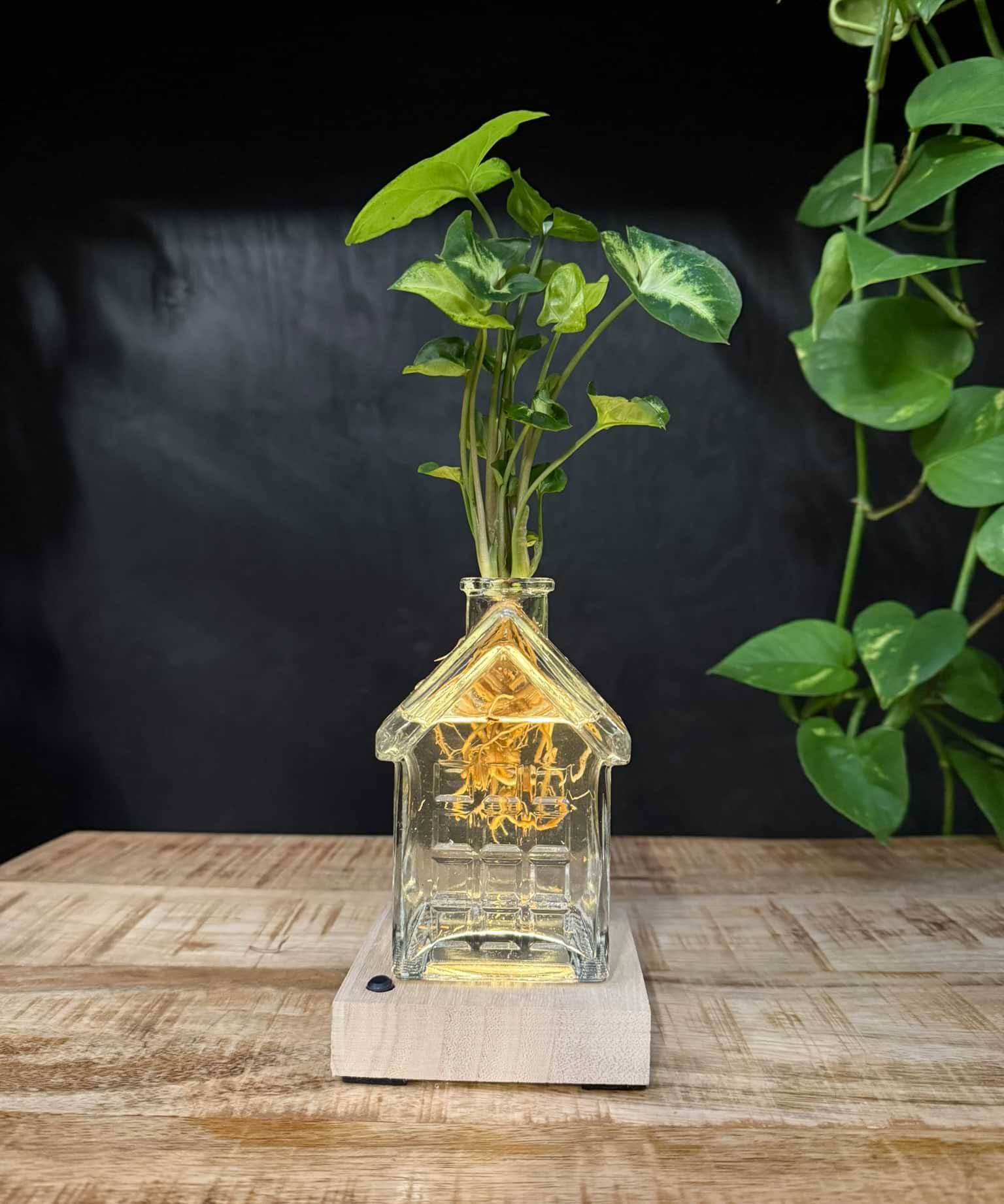 SERIOUS REQUEST | Het glazen huis(je) +LED + stek naar keuze