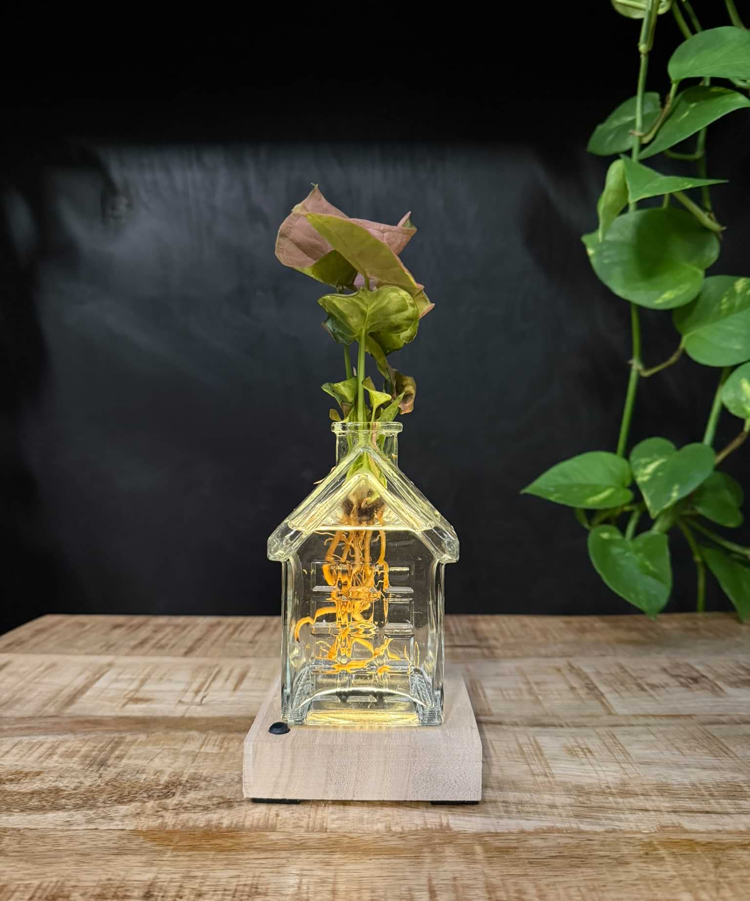 SERIOUS REQUEST | Het glazen huis(je) +LED + stek naar keuze