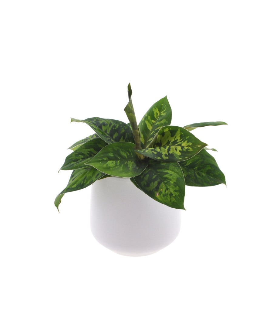 Homalomena Camouflage | 25cm | met pot naar keuze