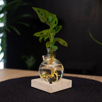 Monstera in Samoa glas