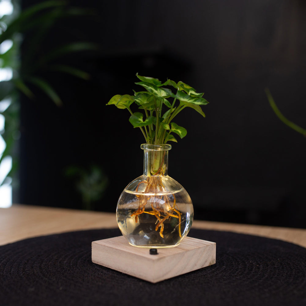 Syngonium Pixie in Samoa glas