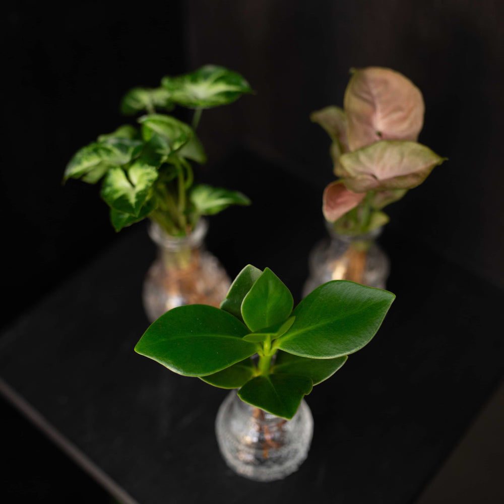 Intenz Berlin Syngonium Pixie - Clusia Princess - Syngonium Neon