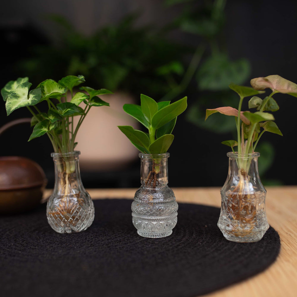 Intenz Berlin Syngonium Pixie - Clusia Princess - Syngonium Neon