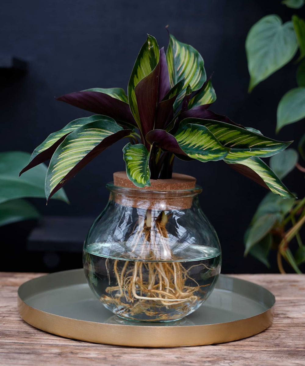 Bolglas | Calathea Beauty Star | Hydroponie
