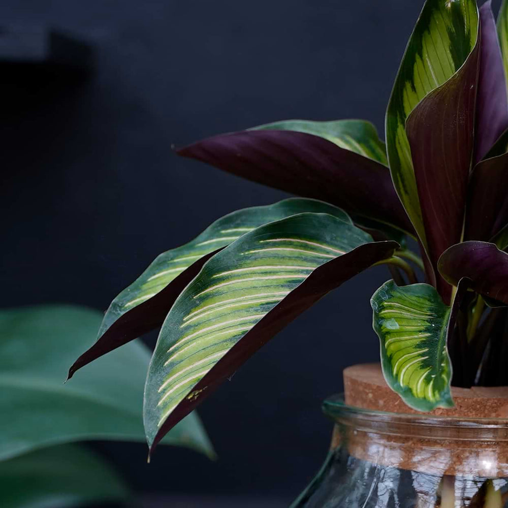 Bolglas | Calathea Beauty Star | Hydroponie